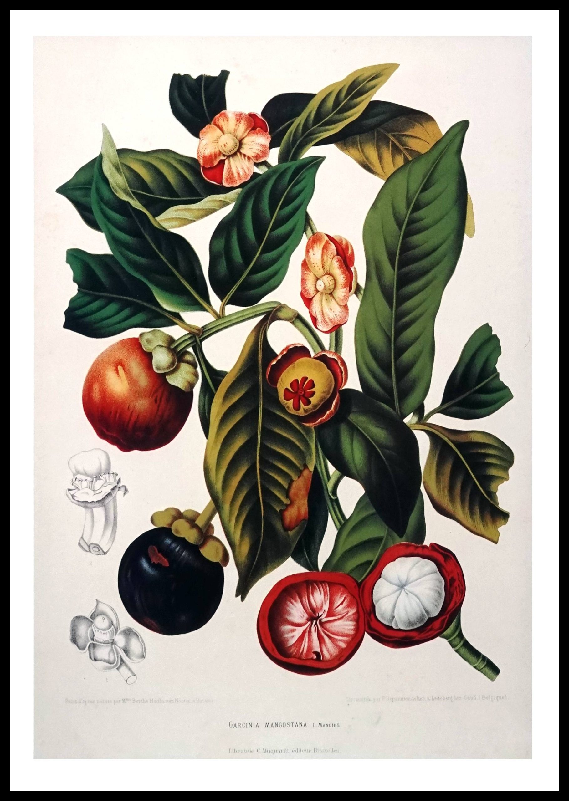 PTR BVN16 Mangosteen (Antique Prints)